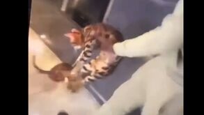 Apanhado em flagrante: Kurt Zouma agride gato e West Ham promete punição exemplar