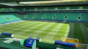 Topo Norte do Estádio José Alvalade já está todo 'pintado' de verde