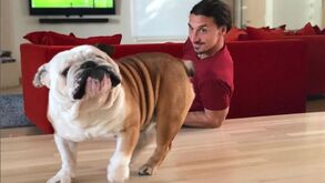 Cão de Ibrahimovic já é estrela do Instagram... e não é para menos