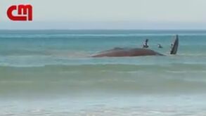 Baleia com cerca de dez metros e ainda viva encalhada na Fonte da Telha: veja as imagens
