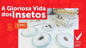 Museu Benfica promove workshop 'A Gloriosa Vida dos Insetos'