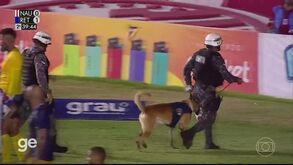 Insólito: cão-polícia invade relvado, persegue guarda-redes e acaba a morder a... bola