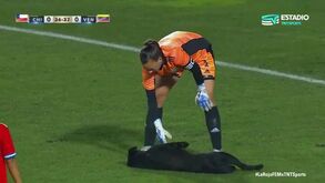 Cão invade relvado em busca de... carinho