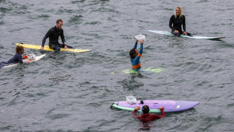 Surfistas e cientistas dão nova vida à floresta de algas em Peniche em projeto apoiado pela WSL