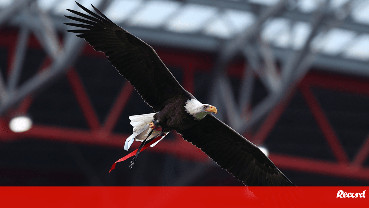 El líder del PAN se une a la ONG contra las águilas en Luz: «Después del espectáculo, ¿adónde van?»  -Benfica