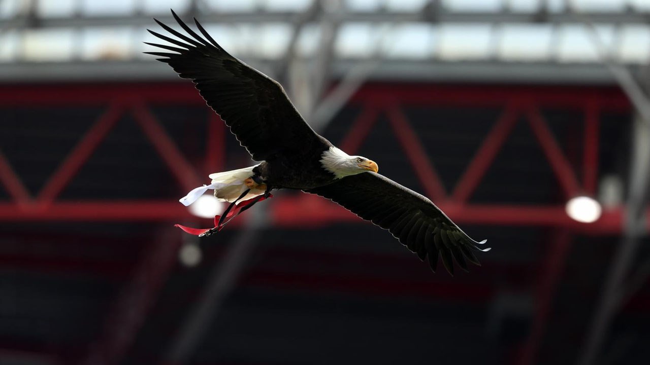 PETA pede 'reforma' para águia do Benfica: «Para quem gosta de