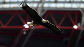 Organização não Governamental pede ao Benfica para substituir as águias por um disfarce