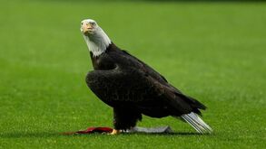 PETA pede 'reforma' para águia do Benfica: «Para quem gosta de animais custa ver aquilo...»