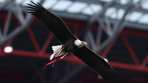 PETA pede 'reforma' para águia do Benfica: «Para quem gosta de