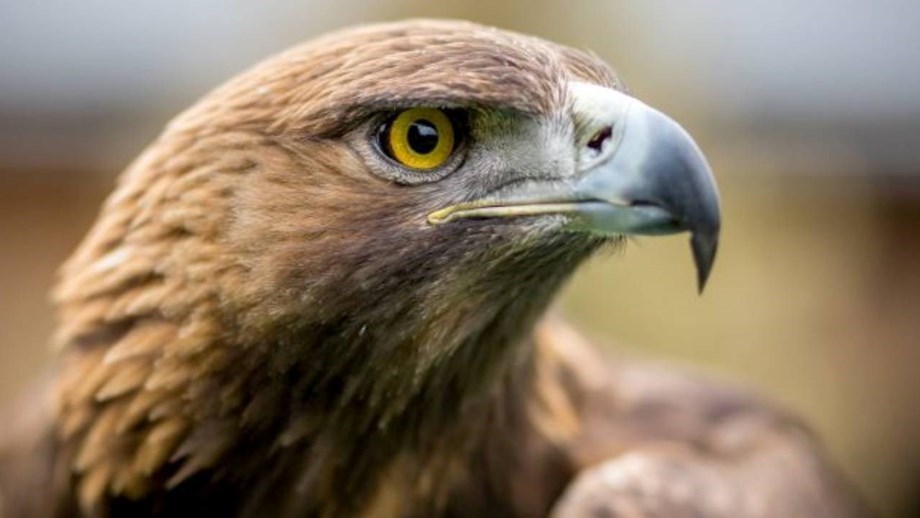 PETA pede 'reforma' para águia do Benfica: «Para quem gosta de