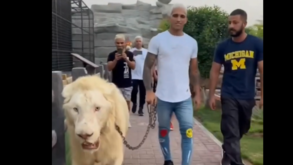Lutador brasileiro de UFC mostra-se sem medo para o combate...  ao passear um leão à trela