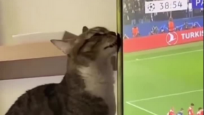 Argentinos estavam a ver o Paris SG-Benfica e ficaram sem televisão por causa do... gato