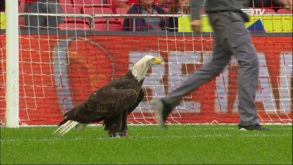 Águia Vitória aterrou no relvado da Luz antes do Benfica-Chaves