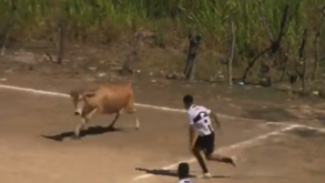 A melhor invasão de campo de 2023 (até agora) é em El Salvador: uma vaca interrompeu o jogo!
