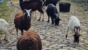 'Estágio' de cabras e ovelhas para limpar troço do Paris-Roubaix