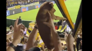 Na claque do Criciúma, a festa é tanta que até... o cão festeja