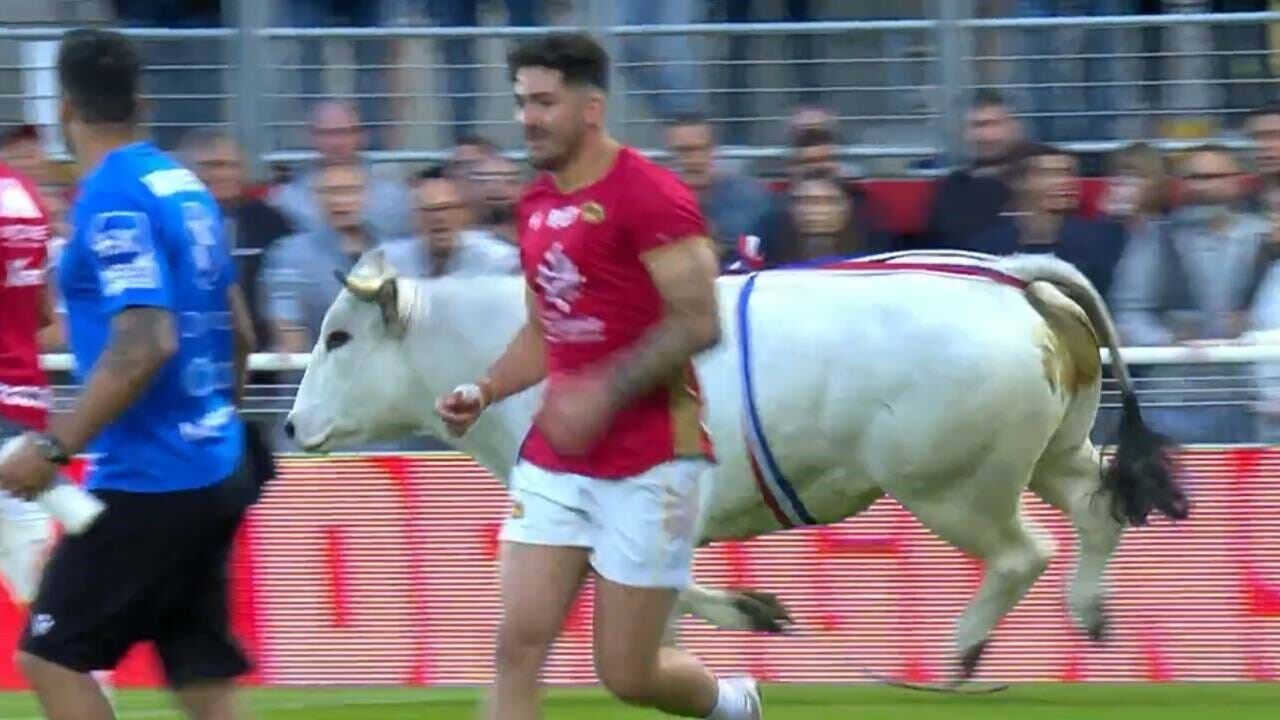 Touro invade campo durante partida de rugby na França; veja