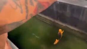 Insólito: adepto da Fiorentina pescou peixe no fosso do estádio do Sassuolo durante jogo