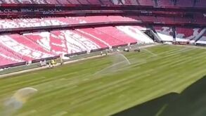 As imagens do novo relvado do Estádio da Luz