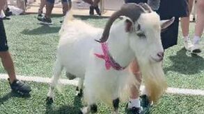 Adepto leva cabra para a apresentação de Messi no Inter Miami