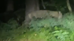 Leoa à solta lança alerta em Berlim: polícia pede à população que fique em casa