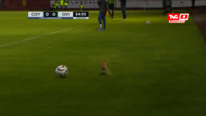 Gato invade relvado e surpreende pela velocidade impressionante