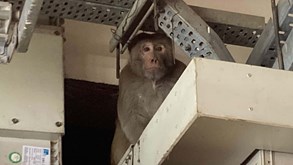 Insólito: Jack Miller surpreendido nas boxes na Índia por um... macaco!