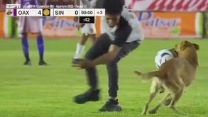 Um craque inesperado: cão invade relvado no México, 'pega' na bola e finta tudo e todos