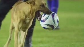 O cão mais fofo do mundo vive no México