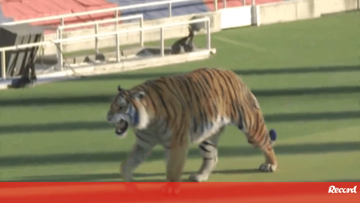 Tigre à solta no Estádio Olímpico de Montjuïc