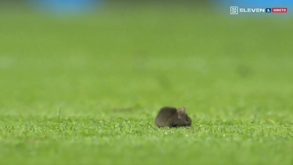 Rato invadiu o relvado do Etihad e 'roubou' as atenções do Manchester City-Sheffield