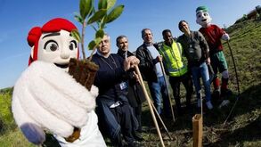 FPF planta 1.600 árvores e arbustos em Porto Salvo
