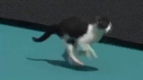 Jogo de Venus Williams interrompido por causa de um... gato