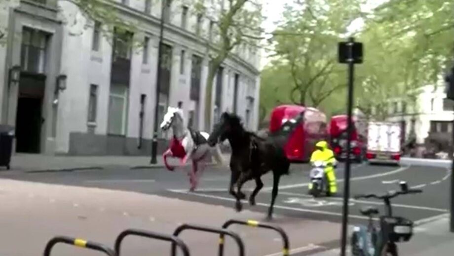 Animais andaram à solta durante duas horas