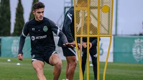 Amoreira é o sonho de Menino