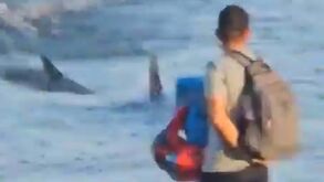 Tubarão 'invade' praia e deixa banhistas em pânico nas Canárias