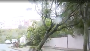 Moradores assustados com estragos provocados por pelo menos sete árvores que tombaram em Braga