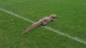 Manhã diferente: Jacaré invade centro de treinos do Vasco da Gama