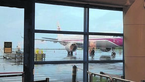 Mais de 130 hamsters à solta no porão param avião da TAP nos Açores