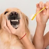 Higiene canina: 5 hábitos essenciais para manter o seu cão saudável e feliz