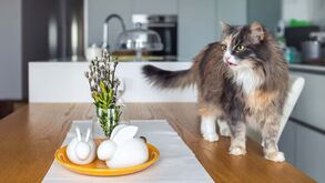 O seu gato está constantemente a subir para a bancada? Há um motivo e nós ensinamos-lhe o que fazer para que ele perca esse vício