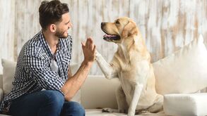 Sabia que o seu cão vai reconhecê-lo sempre por mais 'disfarçado' que esteja? Conheça aqui as razões