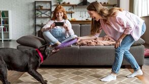 Descubra cinco atividades para entreter o seu pet no inverno