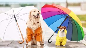Passeios à chuva? Claro, com o impermeável certo para o seu cão!