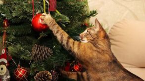 Tem gatos em casa? Vamos acabar com a “escalada” na árvore de Natal