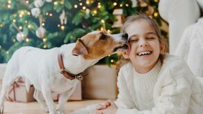 Seis jogos divertidos para celebrar o Natal com os seus patudos