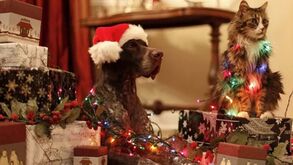 É possível decorar a casa e manter o patudo seguro: 6 dicas para uma decoração natalícia pet friendly