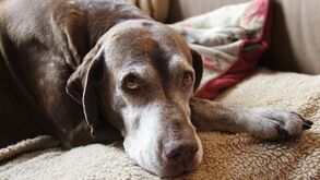 O seu cão está a ficar velho e sofre com o frio no inverno? Oito dicas para o aquecer e proteger