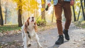 O seu cão ladra no momento do passeio? Siga estas 5 dicas para um passeio mais calmo!