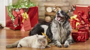 O Natal está à porta e quer que o seu patudo seja o rei da festa? Os 7 melhores disfarces para o seu cão nesta época